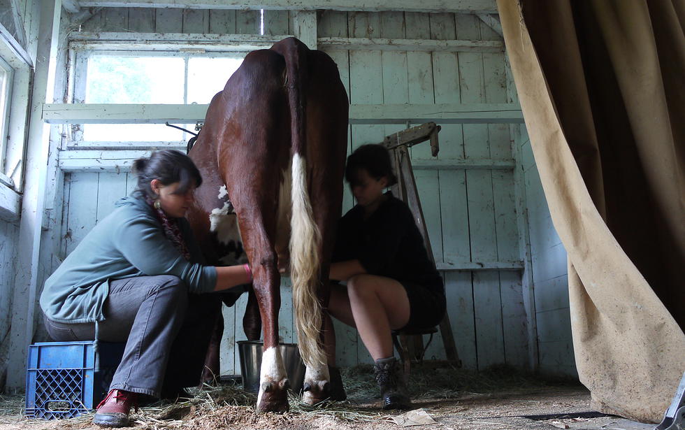 claire milking a cow